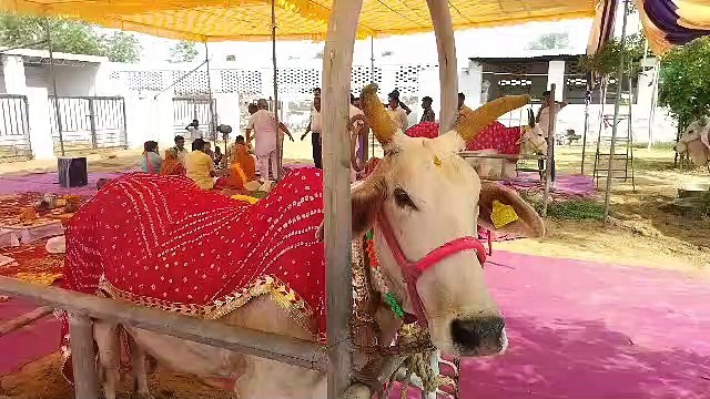 अनूठी शादी: नंदी ने अग्नि को साक्षी मानकर मंडप में लिए गाय के संग सात फेरे
