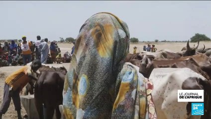 Cameroun : des abreuvoirs mis en place par le CICR pour soulager la population en eau potable