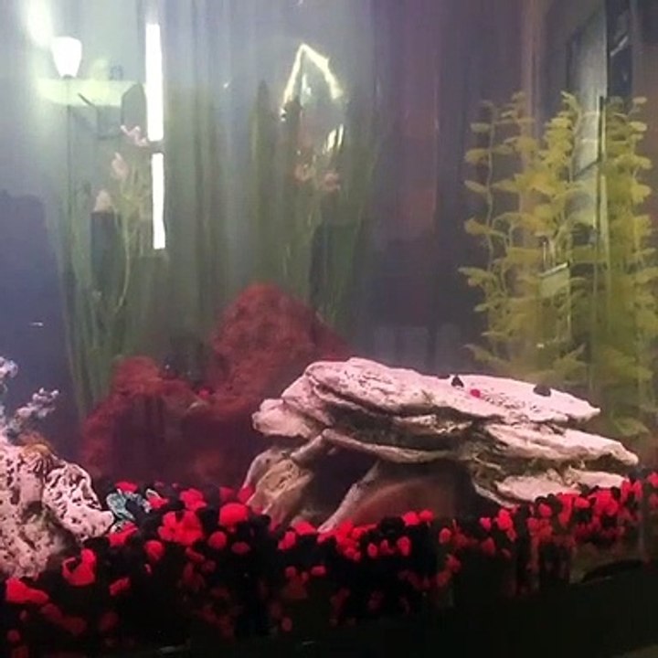 Ce poisson est très en colère contre son maitre qui a bougé son rocher dans l'aquarium
