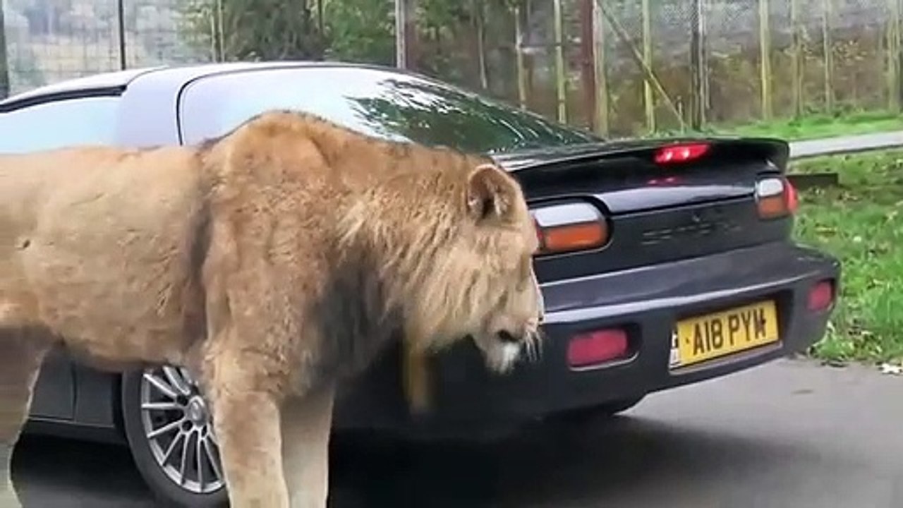 Ce gros lion mange le pare-choc de la voiture... Miam