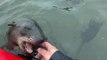 Namibian Seals Play With Kayaker