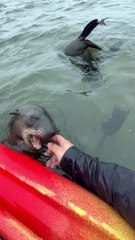 Namibian Seals Play With Kayaker