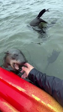 Namibian Seals Play With Kayaker