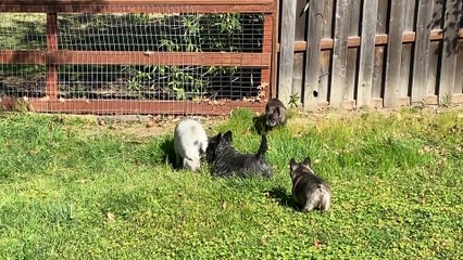 Dolly the Pig Thinks She's a Dog