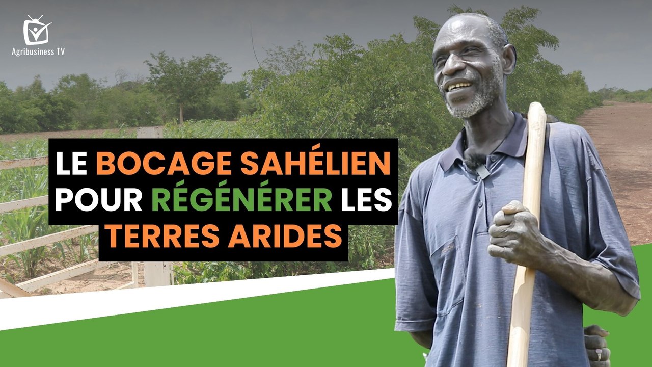 Burkina Faso : Le bocage sahélien pour régénérer les terres arides