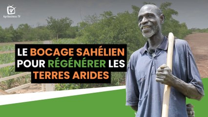 Burkina Faso : Le bocage sahélien pour régénérer les terres arides