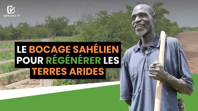 Burkina Faso : Le bocage sahélien pour régénérer les terres arides