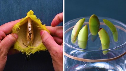 13 Genius Gardening Hacks That You’ll Be Glad to Know! 4-Minutes Craft
