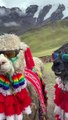 Swag of bucks | Beautiful animals | The viral goats | Bakron ka tussion