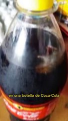Ratón en el interior de una botella de Coca-Cola