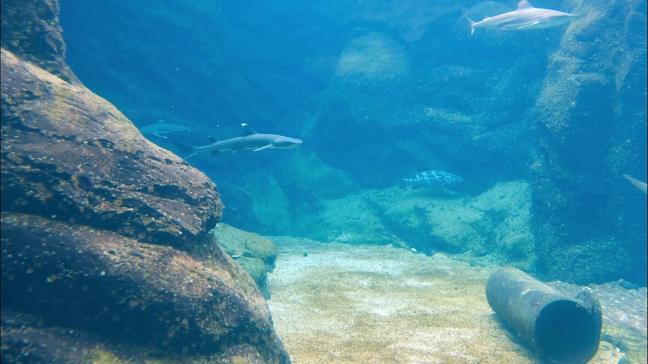 NE CHERCHEZ PAS cette VIDÉO ! (VRAIMENT)