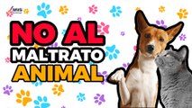 Necesitamos MÁS LEYES para la PROTECCIÓN de los animales