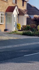 Polite Seagull Knocks on Door