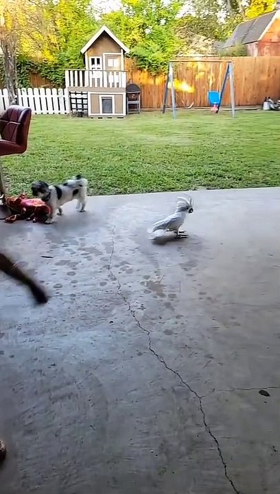 dancingbirdtiliin
