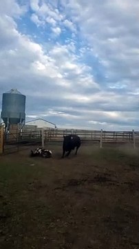 Brave Billy Goat Picks a Fight With the Wrong Cow