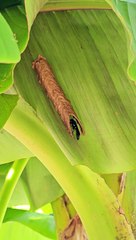 An Insect Builds a House