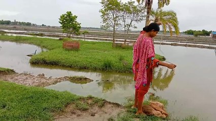 Amazing Net Fishing Video_s _ Bangladeshi Village Pond Fishing - Fishing