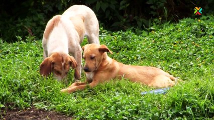 Download Video: Deuda de más de ₡6 millones ahoga a Asociación Animales de Asís