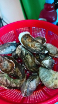 En este video, te invitamos a degustar una auténtica explosión de sabores marinos. Te presentamos una selección de ostiones con clamato, mariscos frescos como almejas chocolatas y una variedad de bebidas que incluyen cervezas, tequila y otros licores exqu