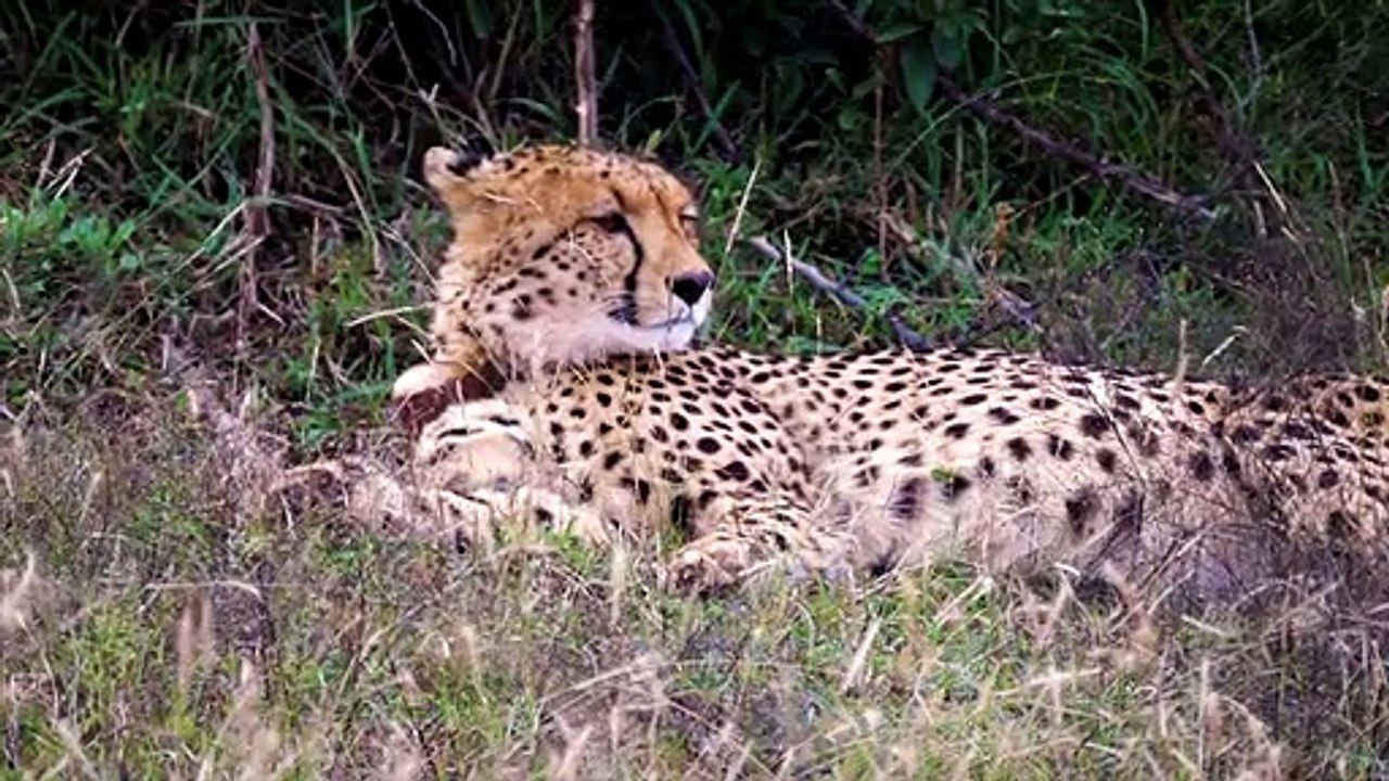 DIE SCHNELLSTEN TIERE DER WELT VERSAGEN! Gazzele besiegt Geparden mit Hörnern, Löwenjagd ..