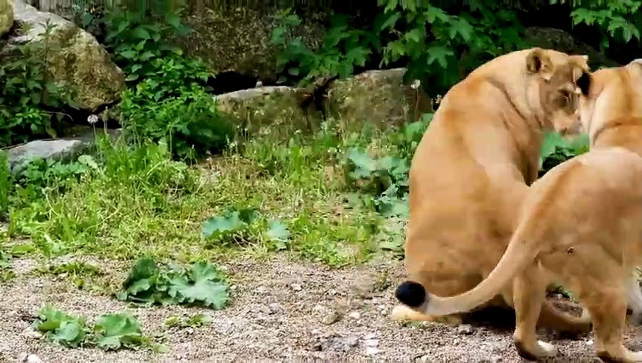 DER JÄGER WIRD ZUM GEJAGTEN   Elefantenherde tötet Löwen, um Büffel zu retten