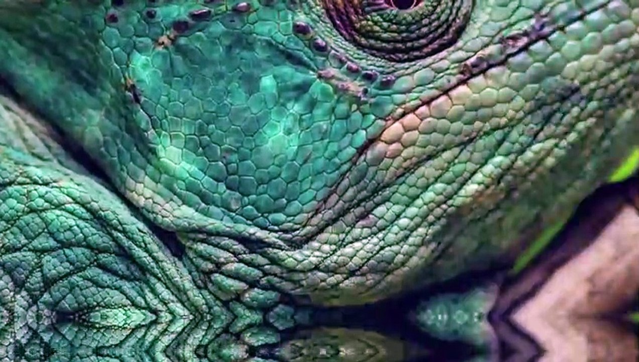 14 Wütende Flusspferde greifen ihre Gegner an und zermahlen sie