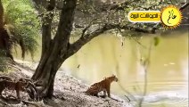 مدهش..أقترب هذا النمر من نهر التماسيح ولكن ما حدث لم يكن متوقعا عالم الحيوان
