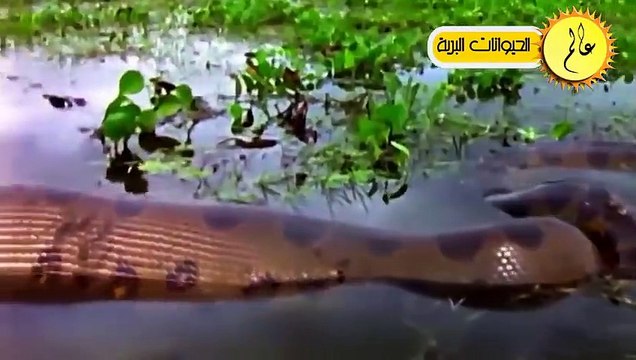 مدهش..البطة الأم تحمي صغارها بشكل لا يصدق!!الحياة البرية في عالم الحيوان