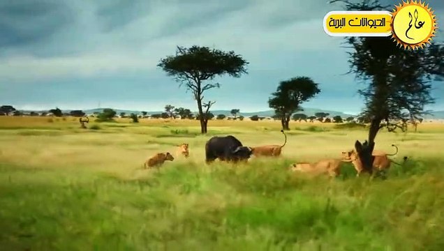 مدهش..الحيوانات البرية الغاضبة !!وصراع البقاء في عالم الحيوان شئ لا يصدق