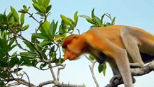 monkey crossing crocodile revar