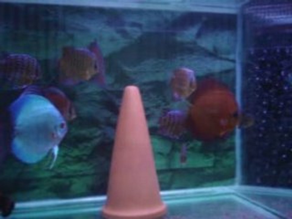 karma diskus akvaryumum