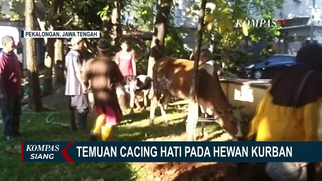 Petugas Pemeriksa Hewan Kurban Temukan Penyakit Cacing Hati pada Sapi