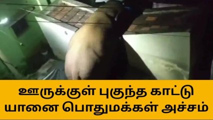 Télécharger la video: நள்ளிரவில் ஊருக்குள் புகுந்த காட்டு யானை - பொதுமக்கள் அச்சம்!