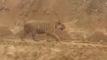 सागर: बाघ के वायरल वीडियो ने उड़ाई लोगों की नींद,देखें ये बड़ी खबर