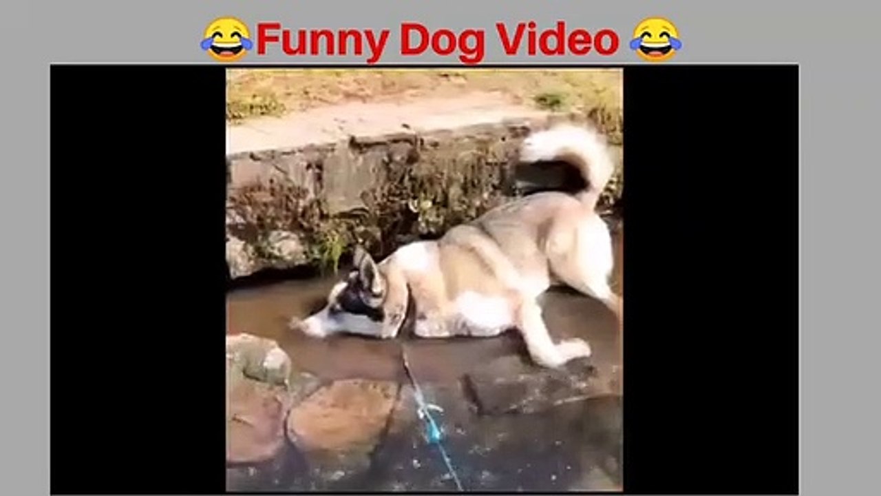 Funny animal video 2023