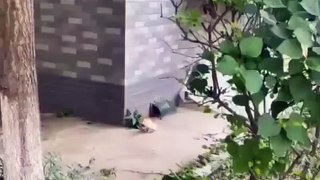 Cat saving her kitten from rain | cat mom  | Mothers are mothers even in cats | Cat got angry on her kitten for playing in rain