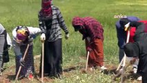 Mevsimlik Tarım İşçisi Çocuk ve Gençler Hayallerinden Uzakta, Tarlalarda Çalışıyor: 