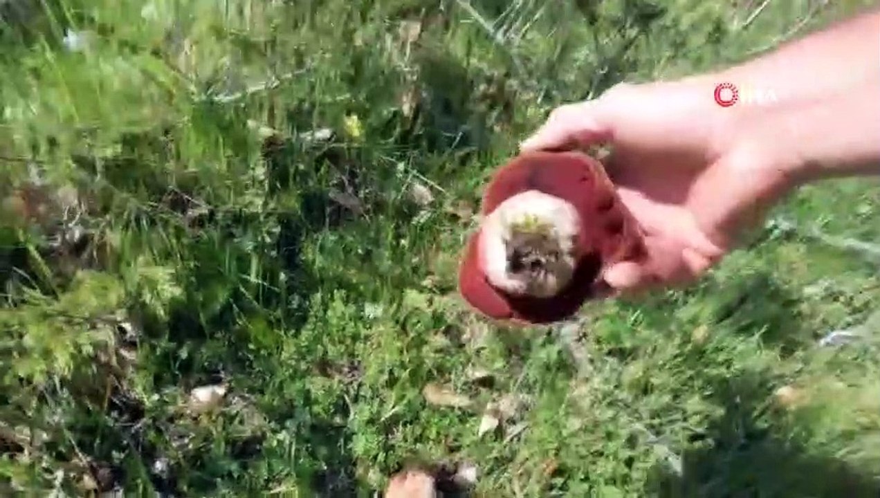Giftige Baran-Viper bei Pilzsuche gefunden