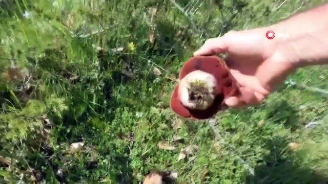 Vipère venimeuse de Baran trouvée lors de la recherche de champignons