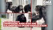 Chimpanzee, nasilayan ang kalangitan sa unang pagkakataon | GMA News Feed