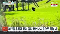 [지구촌톡톡] 태어난 지 28년 만에…푸른 하늘 처음 본 침팬지 外