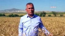 Buğday Taban Fiyatı Açıklandı, Ancak Tüccarlar Altında Alım Yapıyor