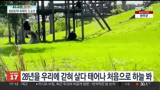 [헤이!월드] 태어난 지 28년 만에…푸른 하늘 처음 본 침팬지 外