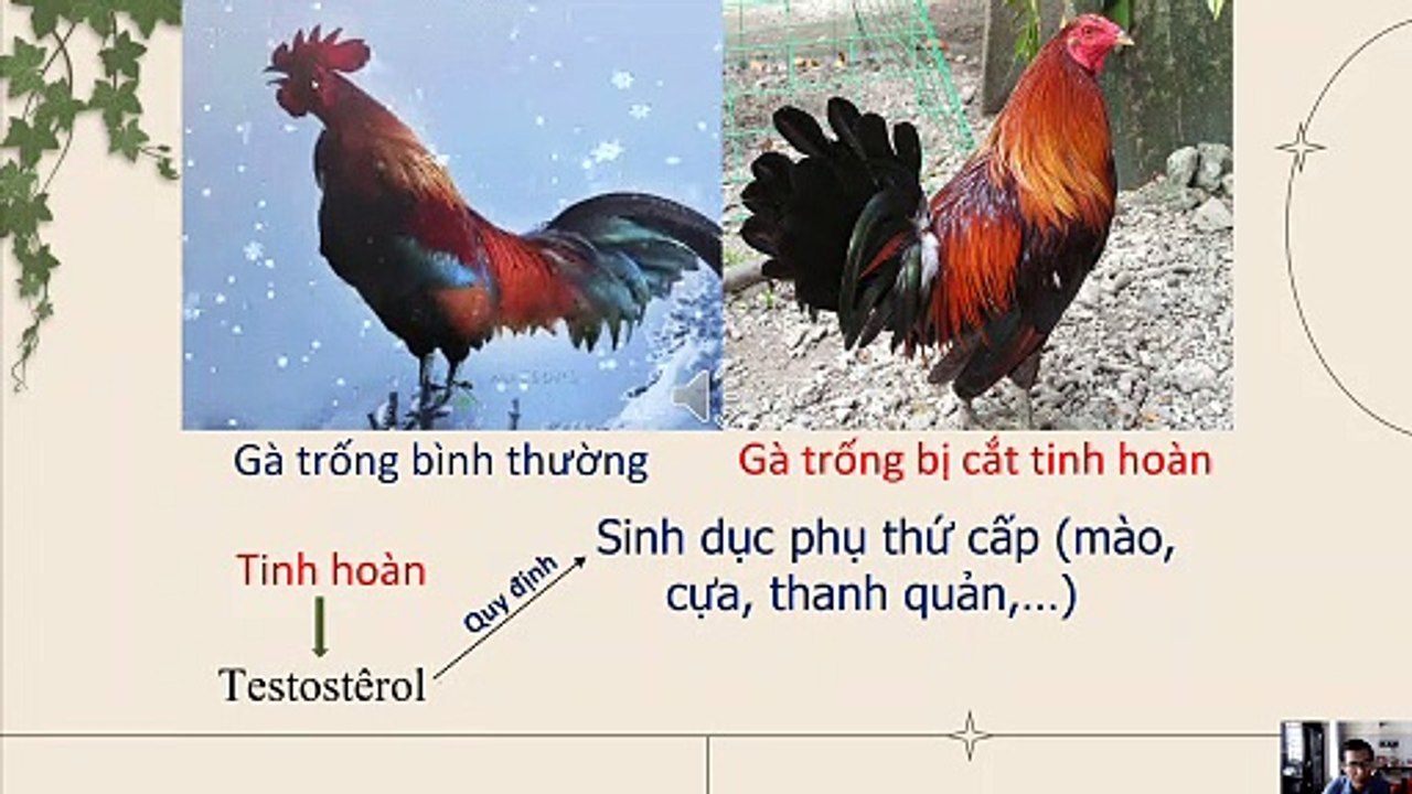 Sinh 11 - Bài 38 39 Các nhân tốt ảnh hưởng đến sinh trưởng và phát triển ở động vật