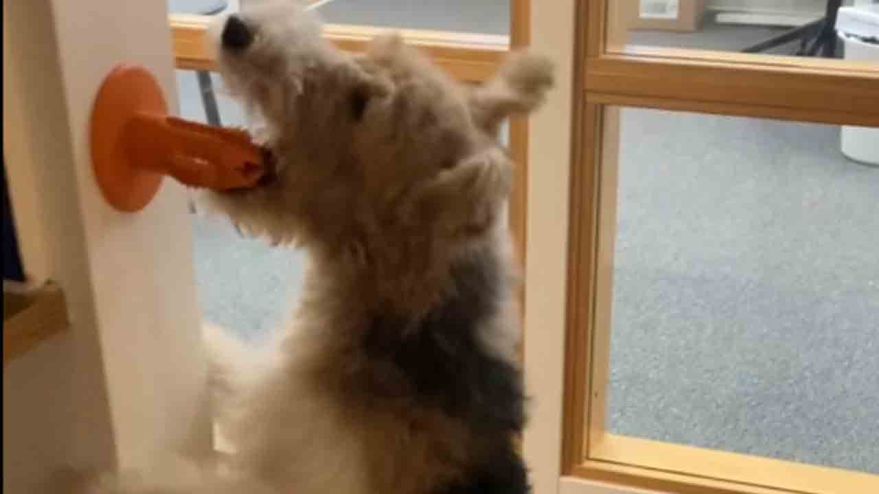 'Air Chappie' - Dog unlocks 'flying' ability while playing with his cactus toy
