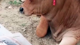 Funny Cow | Cow feels sleepy after seeing book | Beautiful cow | Eid Ul Azha entertainment | Student cow
