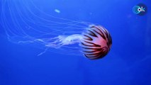 Peligro máximo llegan las medusas ‘huevo frito’ a esta zona de España