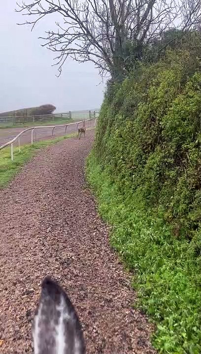 Racing Alongside the Deer