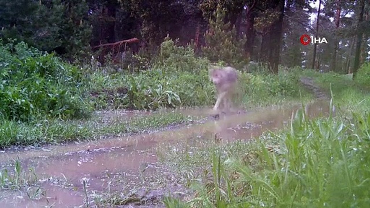 Wölfe in Artvin gesehen