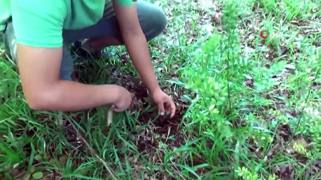 Radarhunde finden Trüffel, die für zweitausend Euro pro Kilo verkauft werden